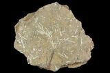 Ordovician Bryozoan (Pseudohornera) Plate - Estonia #98025-1